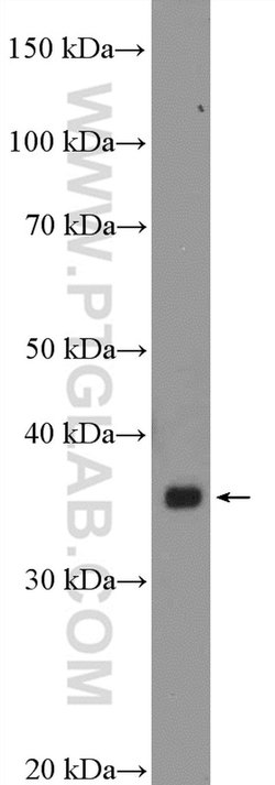 BTN3A2 Rabbit anti-Human, Mouse, Polyclonal, Proteintech 150 &mu;L; Unconjugated:Antibodies,