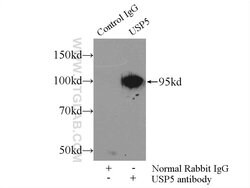 USP5 Rabbit anti-Human, Mouse, Rat, Polyclonal, Proteintech:Antibodies:Primary
