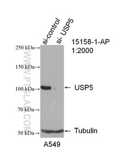 USP5 Rabbit anti-Human, Mouse, Rat, Polyclonal, Proteintech:Antibodies:Primary