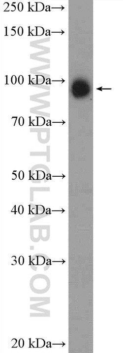 USP5 Rabbit anti-Human, Mouse, Rat, Polyclonal, Proteintech:Antibodies:Primary