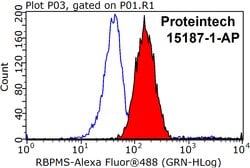 RBPMS Rabbit anti-Human, Mouse, Rat, Polyclonal, Proteintech 20 &mu;L;
