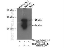 RBPMS Rabbit anti-Human, Mouse, Rat, Polyclonal, Proteintech 20 &mu;L;