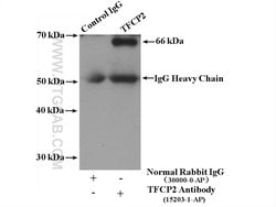 TFCP2 Rabbit anti-Human, Mouse, Rat, Polyclonal, Proteintech:Antibodies:Primary