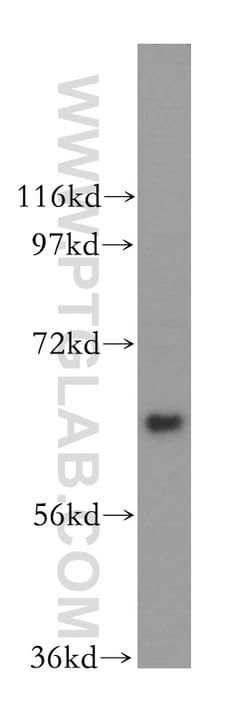 TFCP2 Rabbit anti-Human, Mouse, Rat, Polyclonal, Proteintech:Antibodies:Primary