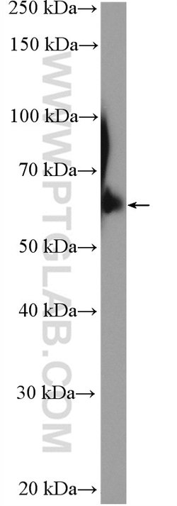 TFCP2 Rabbit anti-Human, Mouse, Rat, Polyclonal, Proteintech:Antibodies:Primary