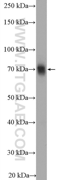 TFCP2 Rabbit anti-Human, Mouse, Rat, Polyclonal, Proteintech:Antibodies:Primary