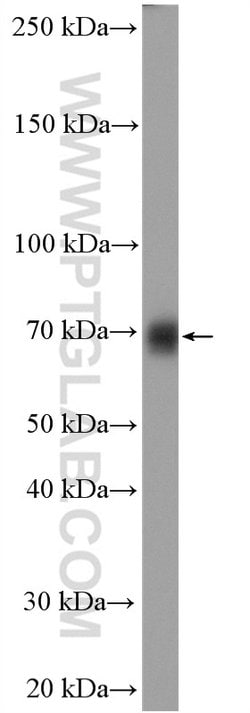 TFCP2 Rabbit anti-Human, Mouse, Rat, Polyclonal, Proteintech:Antibodies:Primary