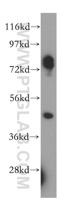 CRACR2A Rabbit anti-Human, Polyclonal, Proteintech 150 &mu;L; Unconjugated:Antibodies,