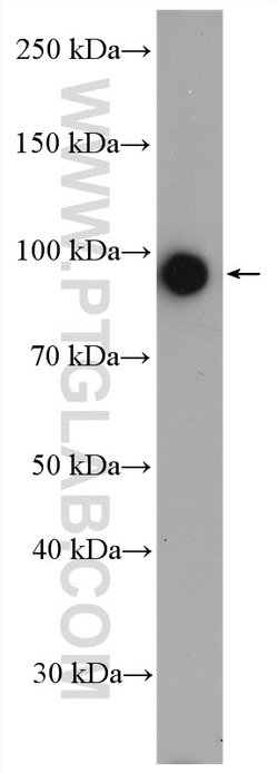 CRACR2A Rabbit anti-Human, Polyclonal, Proteintech 150 &mu;L; Unconjugated:Antibodies,