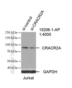 CRACR2A Rabbit anti-Human, Polyclonal, Proteintech 150 &mu;L; Unconjugated:Antibodies,