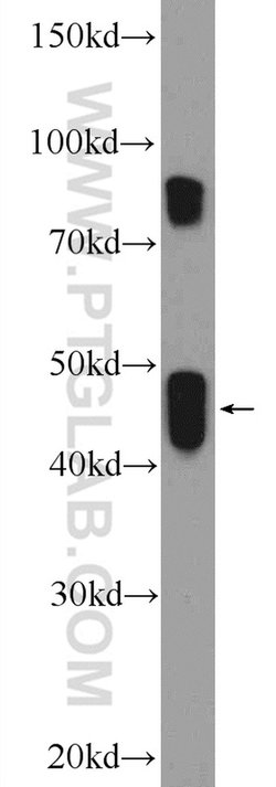 CRACR2A Rabbit anti-Human, Polyclonal, Proteintech 150 &mu;L; Unconjugated:Antibodies,