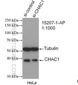 CHAC1 Rabbit anti-Human, Mouse, Rat, Polyclonal, Proteintech 150 &mu;L;