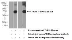 THG1L Rabbit anti-Human, Mouse, Rat, Polyclonal, Proteintech:Antibodies:Primary