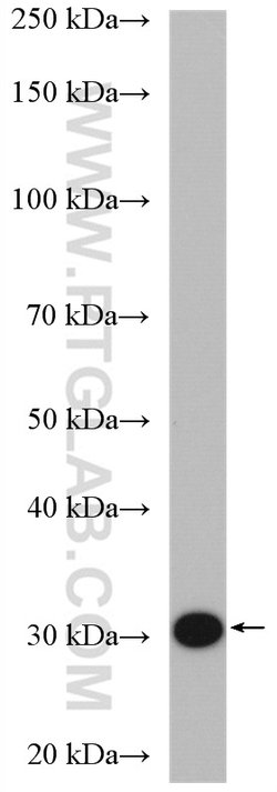 THG1L Rabbit anti-Human, Mouse, Rat, Polyclonal, Proteintech:Antibodies:Primary