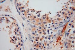 GSTM3 Rabbit anti-Human, Mouse, Rat, Polyclonal, Proteintech:Antibodies:Primary