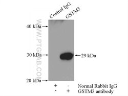 GSTM3 Rabbit anti-Human, Mouse, Rat, Polyclonal, Proteintech:Antibodies:Primary
