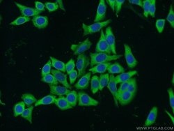 PTGES3 Rabbit anti-Human, Mouse, Rat, Polyclonal, Proteintech 150 &mu;L;