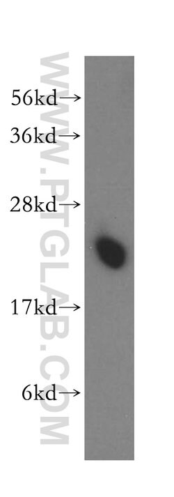 PTGES3 Rabbit anti-Human, Mouse, Rat, Polyclonal, Proteintech 150 &mu;L;