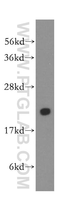 PTGES3 Rabbit anti-Human, Mouse, Rat, Polyclonal, Proteintech 150 &mu;L;