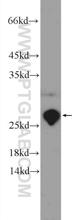 PTGES3 Rabbit anti-Human, Mouse, Rat, Polyclonal, Proteintech 150 &mu;L;