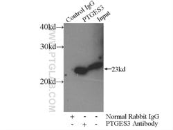 PTGES3 Rabbit anti-Human, Mouse, Rat, Polyclonal, Proteintech 150 &mu;L;