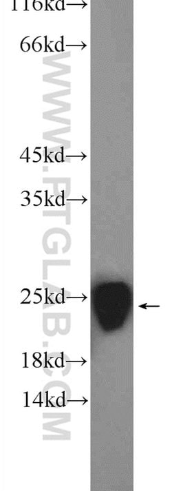 PTGES3 Rabbit anti-Human, Mouse, Rat, Polyclonal, Proteintech 150 &mu;L;