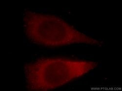 YWHAH Rabbit anti-Human, Mouse, Rat, Polyclonal, Proteintech:Antibodies:Primary