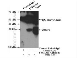 YWHAH Rabbit anti-Human, Mouse, Rat, Polyclonal, Proteintech:Antibodies:Primary