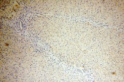 MRPS12 Rabbit anti-Human, Mouse, Rat, Polyclonal, Proteintech 150 &mu;L;