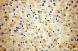 MRPS12 Rabbit anti-Human, Mouse, Rat, Polyclonal, Proteintech 150 &mu;L;