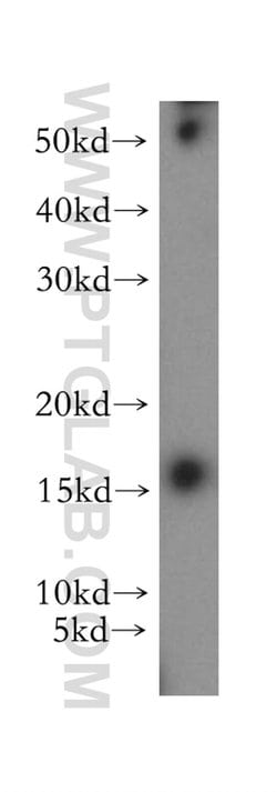 MRPS12 Rabbit anti-Human, Mouse, Rat, Polyclonal, Proteintech 150 &mu;L;