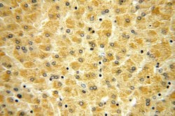 RPL21 Rabbit anti-Human, Mouse, Rat, Polyclonal, Proteintech 150 &mu;L;