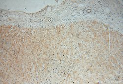 MRPL34 Rabbit anti-Human, Mouse, Rat, Polyclonal, Proteintech:Antibodies:Primary
