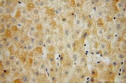 MRPL34 Rabbit anti-Human, Mouse, Rat, Polyclonal, Proteintech:Antibodies:Primary