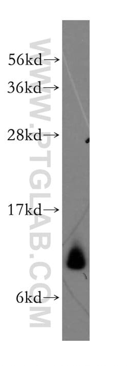 MRPL34 Rabbit anti-Human, Mouse, Rat, Polyclonal, Proteintech:Antibodies:Primary