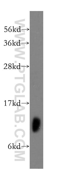 MRPL34 Rabbit anti-Human, Mouse, Rat, Polyclonal, Proteintech:Antibodies:Primary