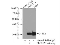SLC25A1 Rabbit anti-Human, Mouse, Rat, Polyclonal, Proteintech:Antibodies:Primary