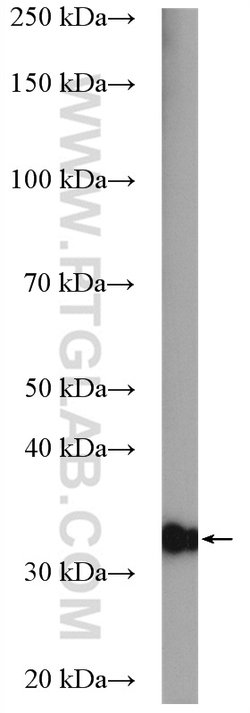 SLC25A1 Rabbit anti-Human, Mouse, Rat, Polyclonal, Proteintech:Antibodies:Primary