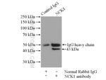 Thumbnail_NCK1 Rabbit anti-Human, Mouse, Rat, Polyclonal, Proteintech 150 &mu;L;