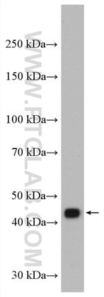 Thumbnail_NCK1 Rabbit anti-Human, Mouse, Rat, Polyclonal, Proteintech 150 &mu;L;