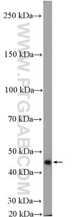 Thumbnail_NCK1 Rabbit anti-Human, Mouse, Rat, Polyclonal, Proteintech 150 &mu;L;