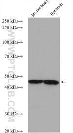 Thumbnail_NCK1 Rabbit anti-Human, Mouse, Rat, Polyclonal, Proteintech 150 &mu;L;