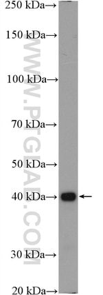 Thumbnail_NCK1 Rabbit anti-Human, Mouse, Rat, Polyclonal, Proteintech 150 &mu;L;