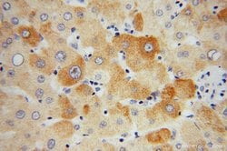 GEMIN8 Rabbit anti-Human, Polyclonal, Proteintech:Antibodies:Primary Antibodies