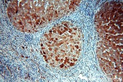 H6PD Rabbit anti-Human, Mouse, Rat, Polyclonal, Proteintech 150 &mu;L;