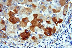 H6PD Rabbit anti-Human, Mouse, Rat, Polyclonal, Proteintech 150 &mu;L;