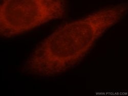 PSMD13 Rabbit anti-Human, Polyclonal, Proteintech 150 &mu;L; Unconjugated:Antibodies,