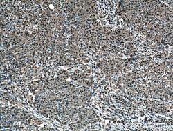 PSMD13 Rabbit anti-Human, Polyclonal, Proteintech 150 &mu;L; Unconjugated:Antibodies,