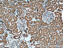 PSMD13 Rabbit anti-Human, Polyclonal, Proteintech 150 &mu;L; Unconjugated:Antibodies,