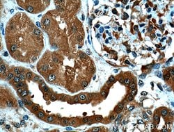 PSMD13 Rabbit anti-Human, Polyclonal, Proteintech 150 &mu;L; Unconjugated:Antibodies,